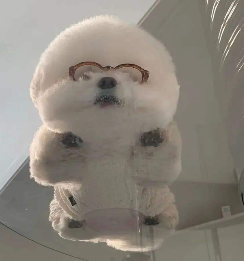 아카루이 이미지