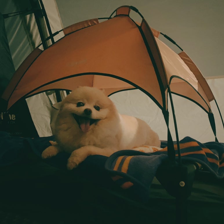 초평밤나무캠핑장 이미지
