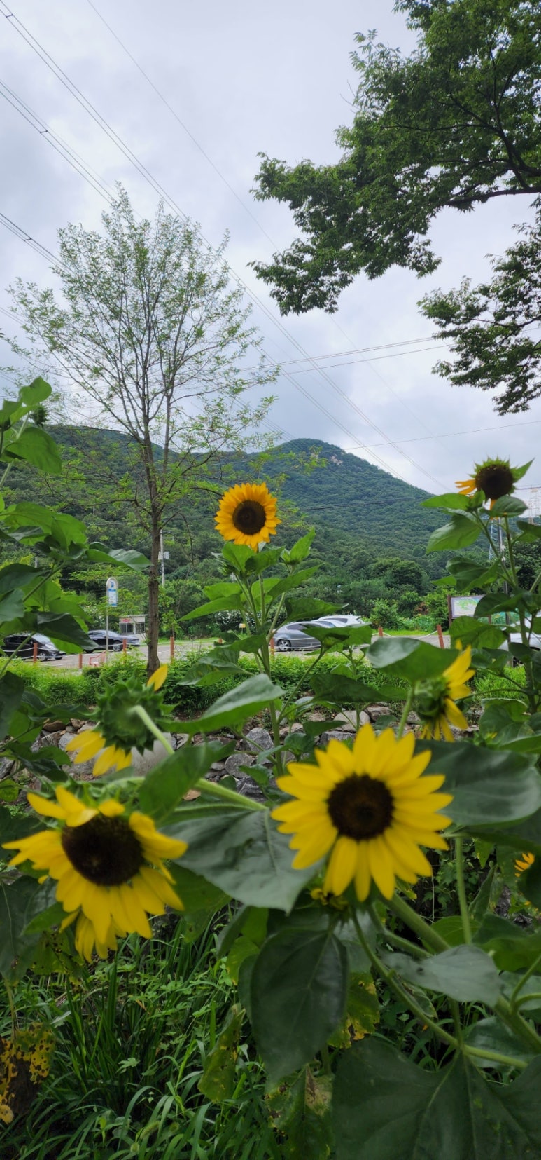 꽃을만나다 이미지