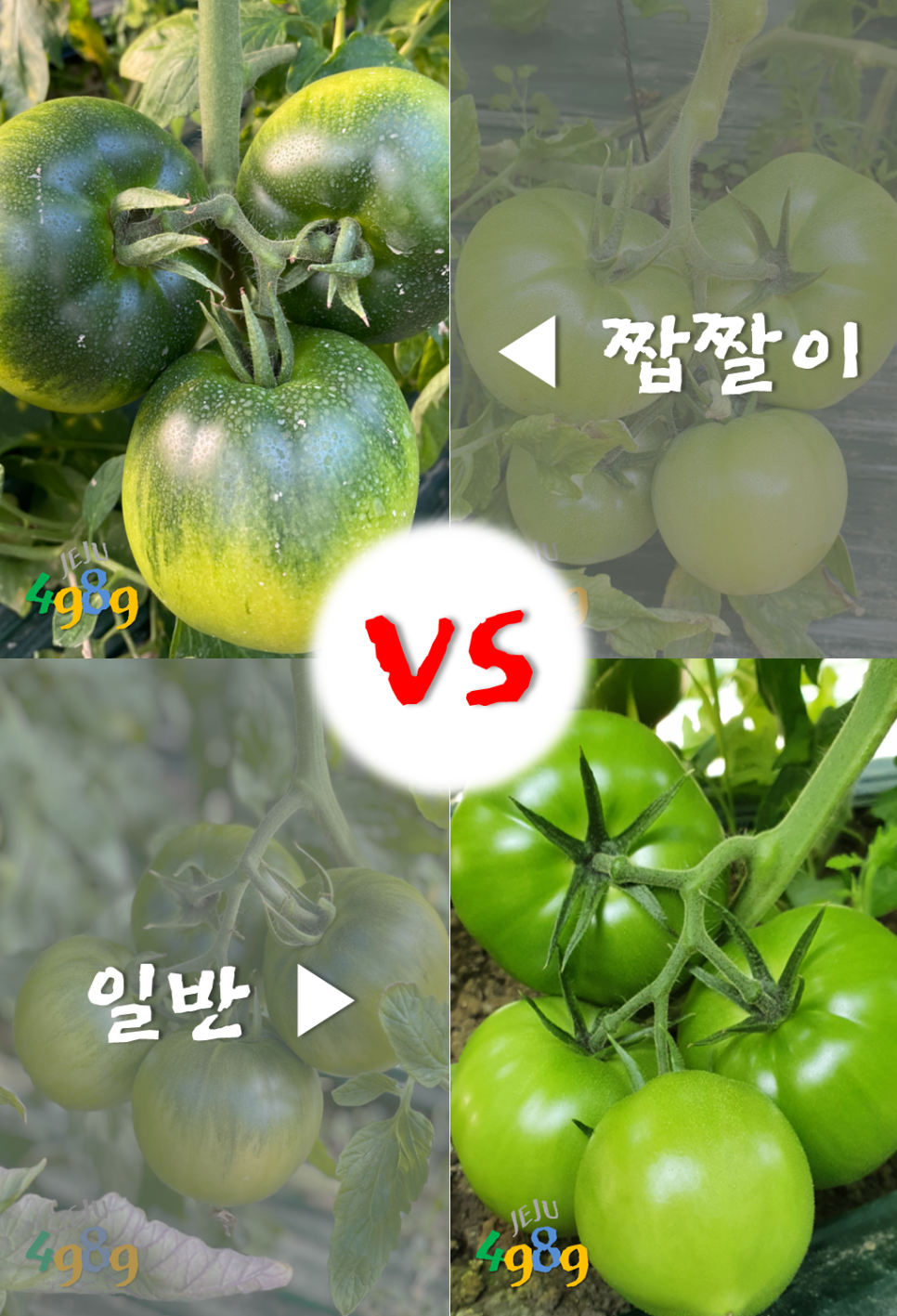 맛쟁이토마토 이미지