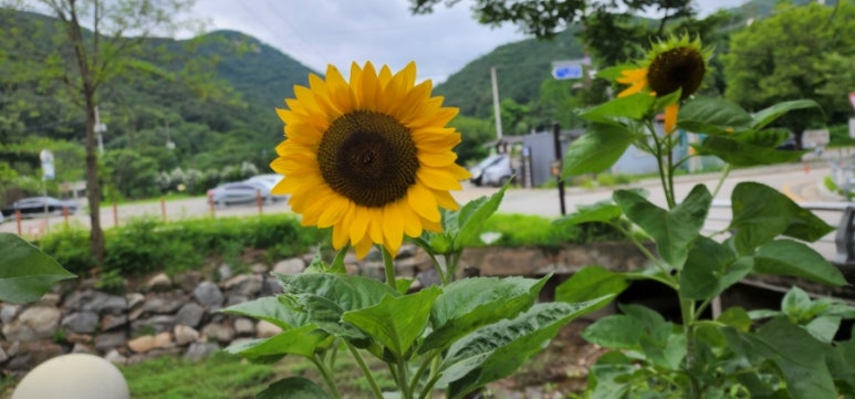 꽃을만나다 이미지