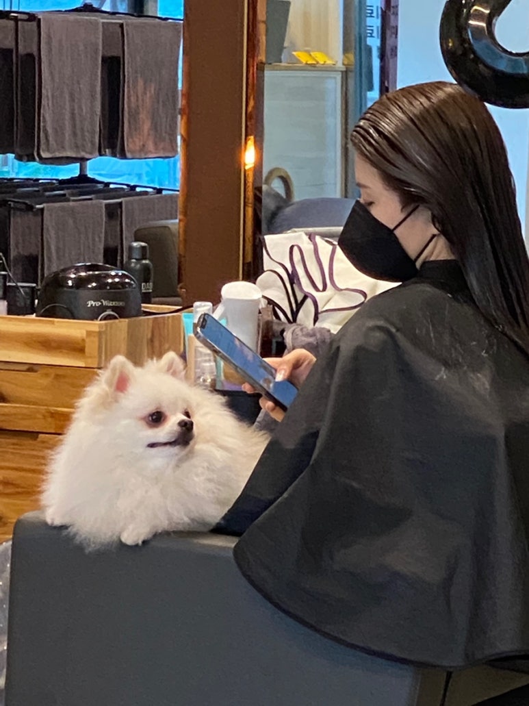로슬린헤어 이미지