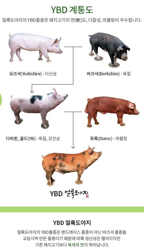금돼지 이미지