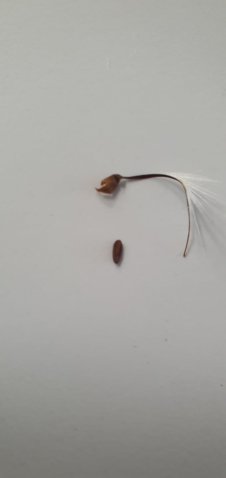 깝질손톱 이미지