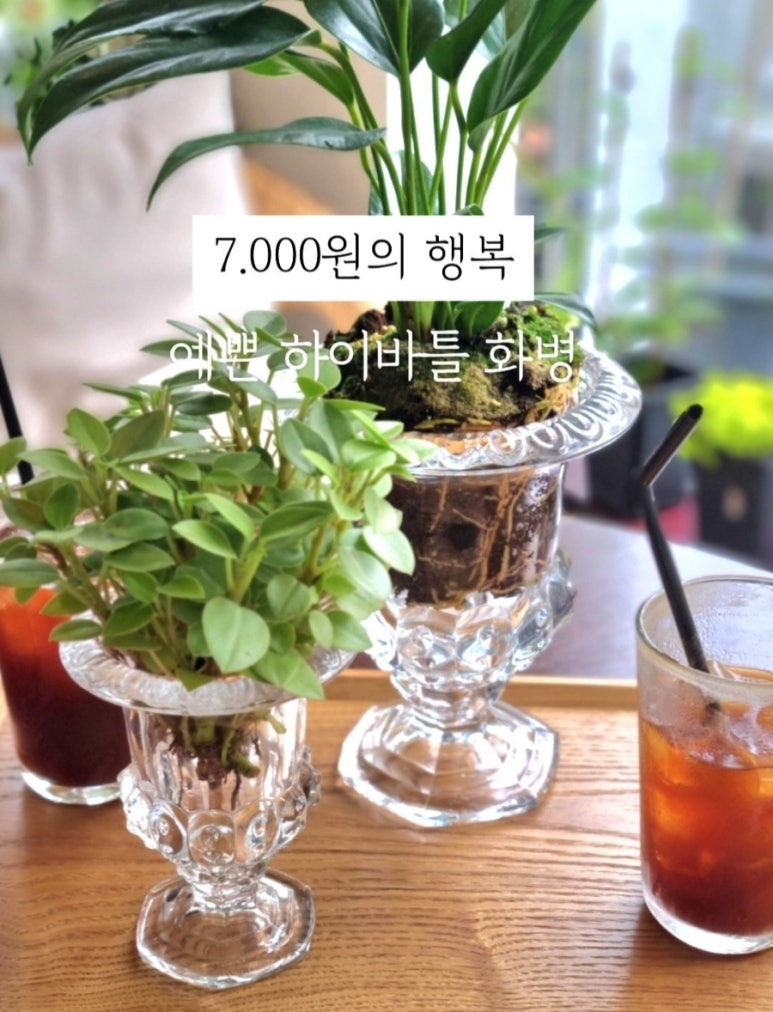 하이바틀 이미지