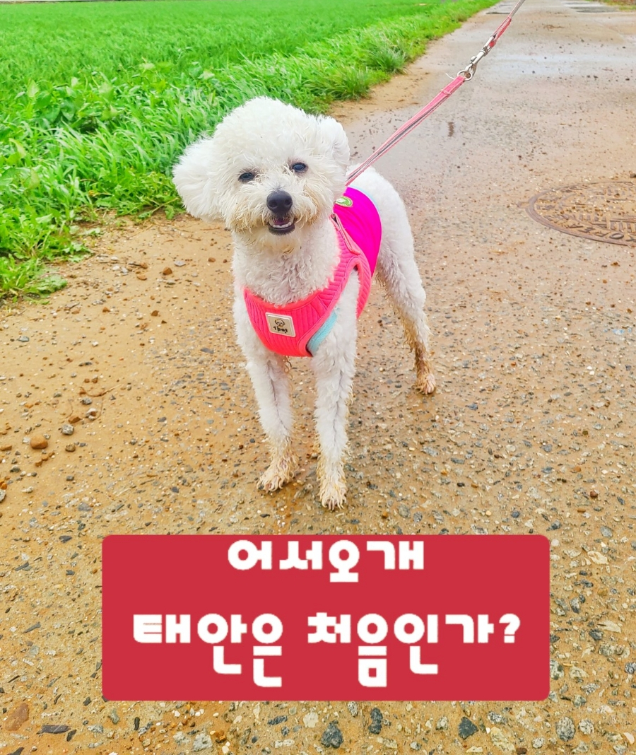 안면도N 이미지