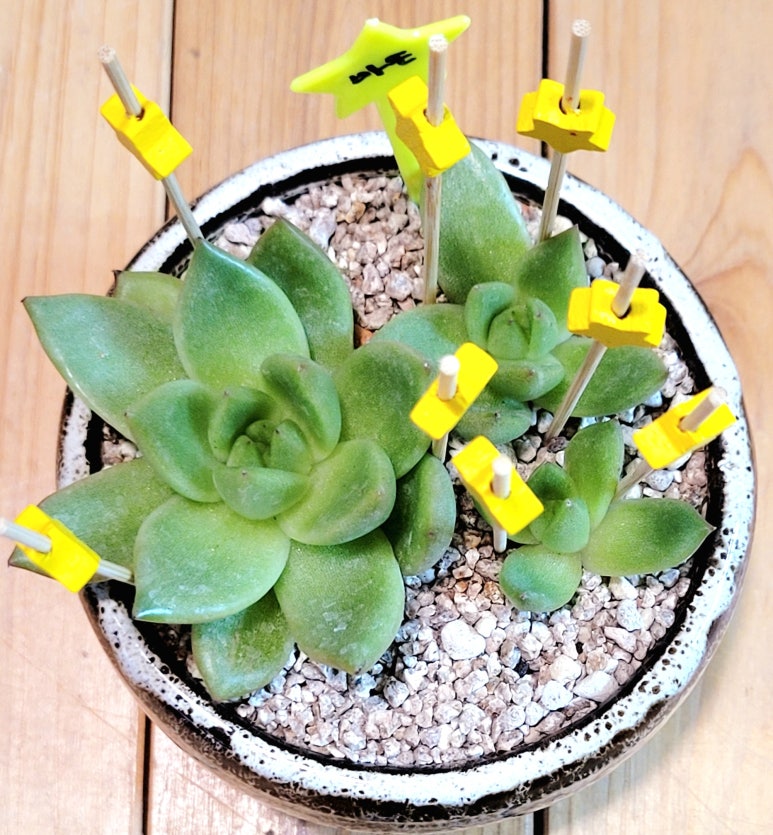 샤론다육 이미지