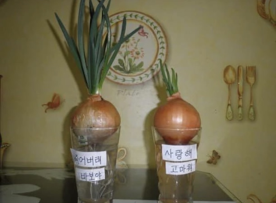드아본 이미지