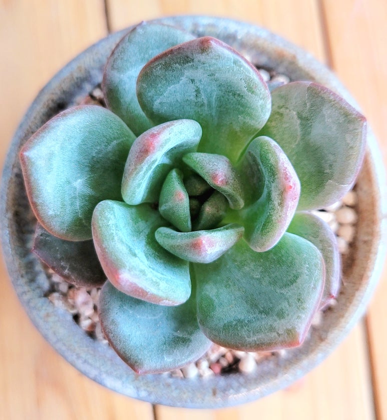 샤론다육 이미지