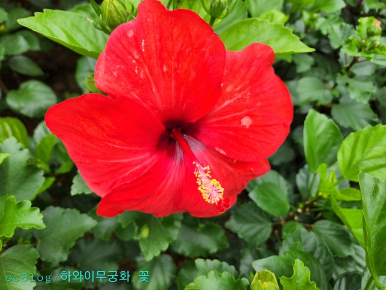 무궁화조경 이미지