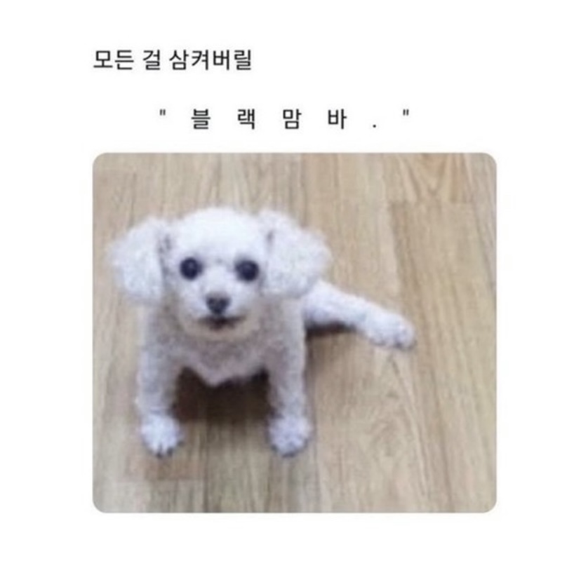 피자다오 이미지