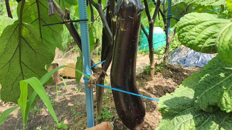 (주)아주농장 이미지