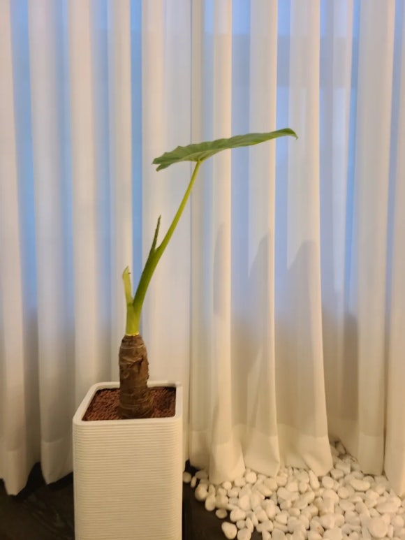 그린꽃화원 이미지