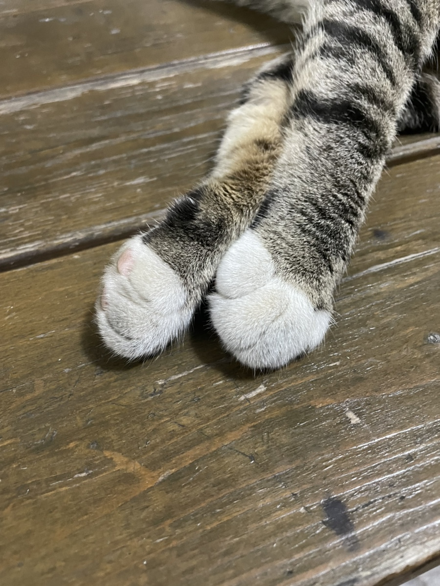 옥식이쭈꾸미 이미지