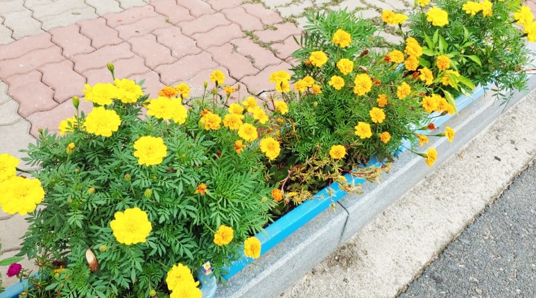 보성상회 이미지