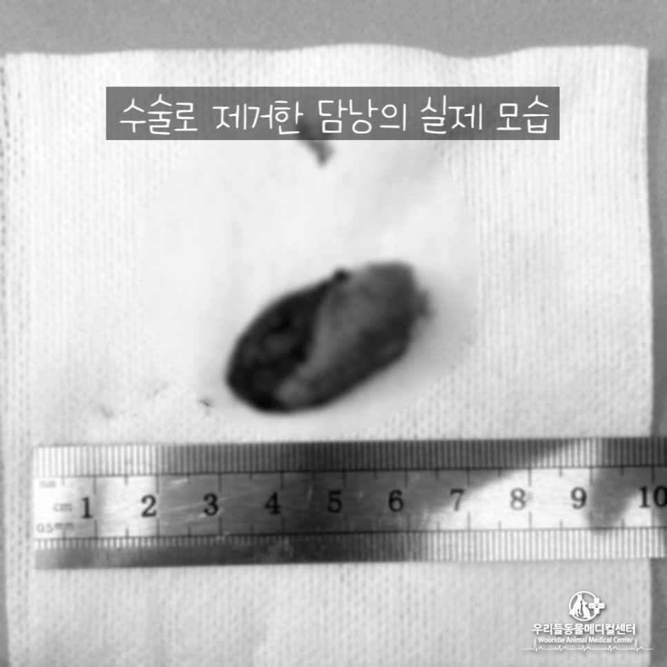 강아지 간수치 증가 원인 총담관 담석 (CBD stone) CT 검사와 수술 : 네이버 블로그