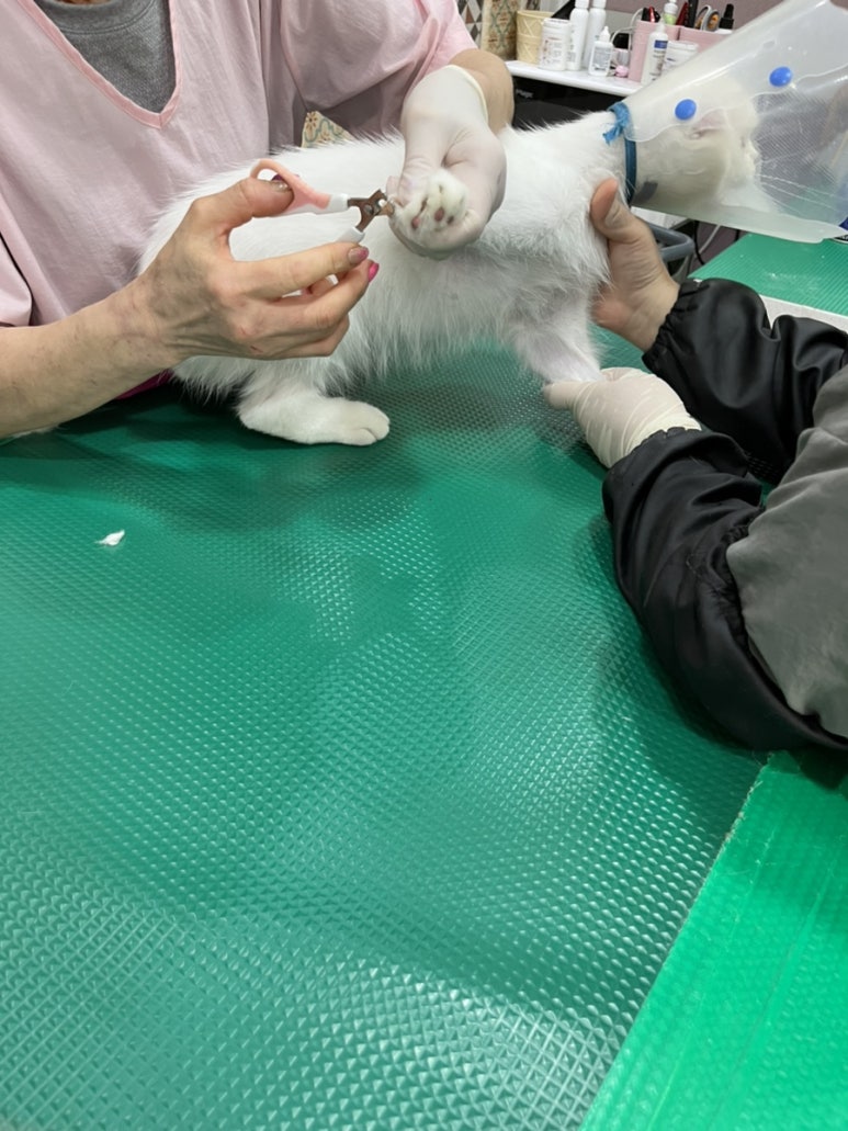 백구야놀자 이미지