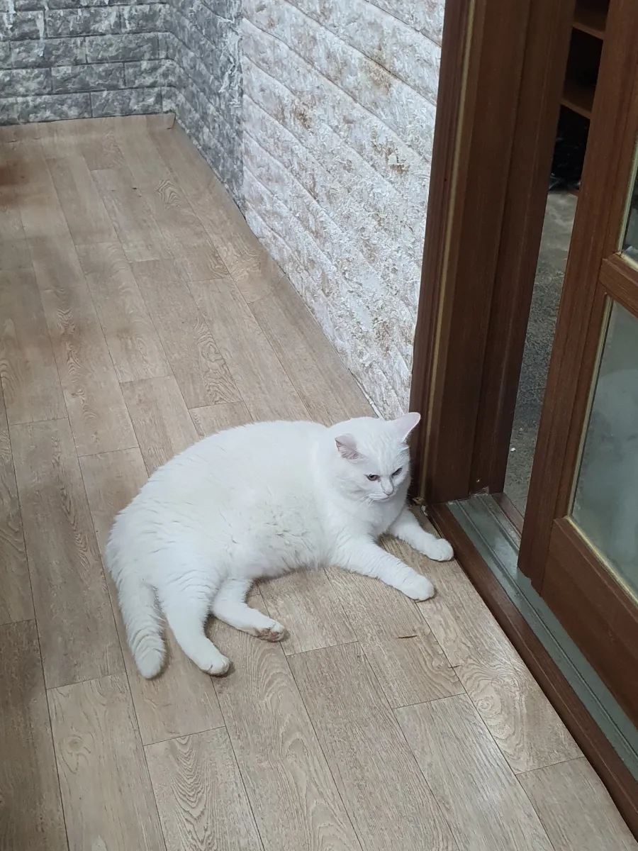 금강백반 이미지