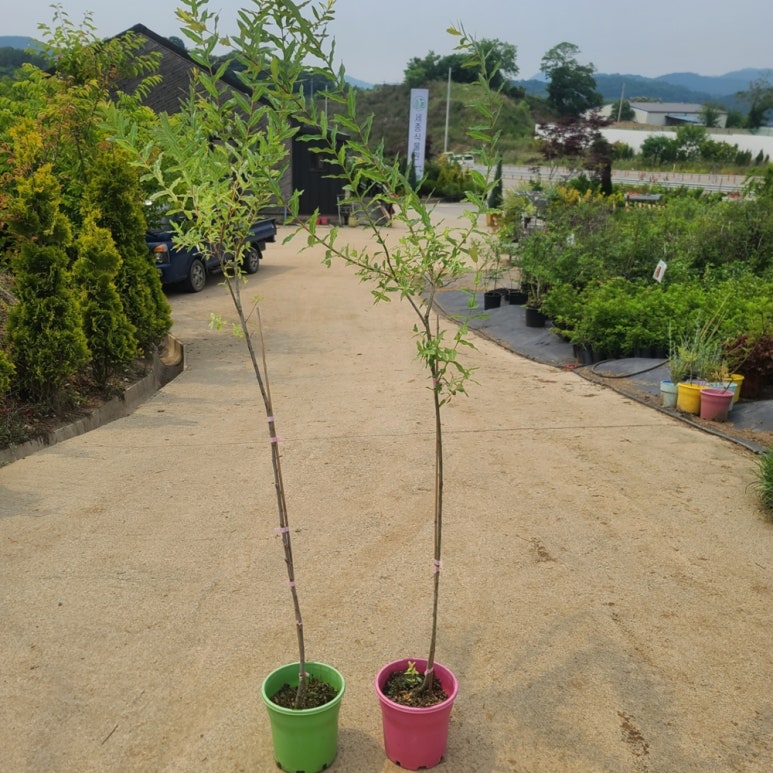 21플라밍고 이미지