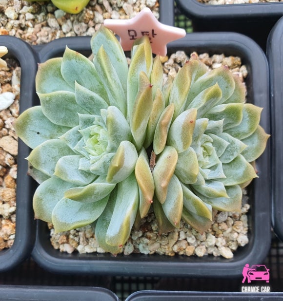 러블리엘 이미지