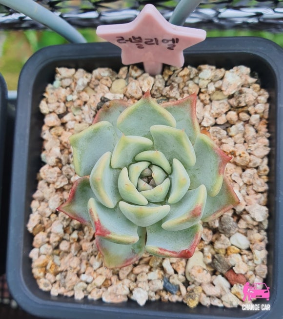 러블리엘 이미지
