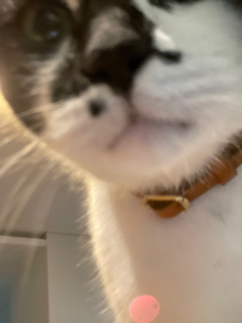 코봉이 이미지