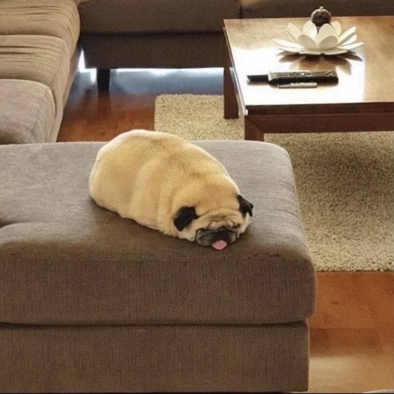 카멜리온 이미지