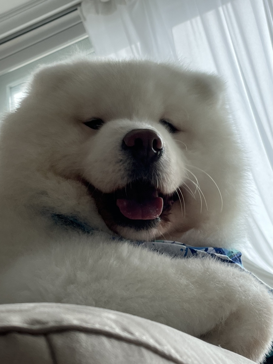 빽다구 이미지