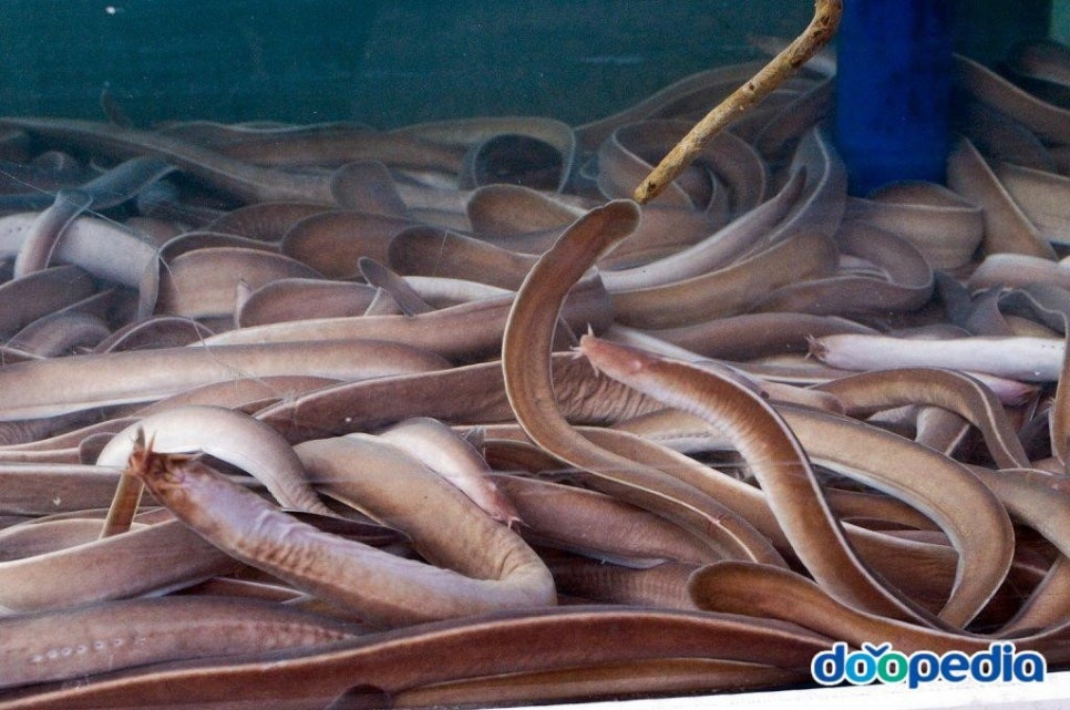 꼼지락장어 이미지