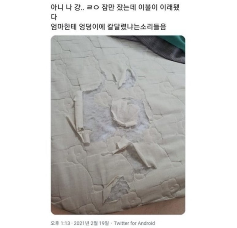 호경 이미지
