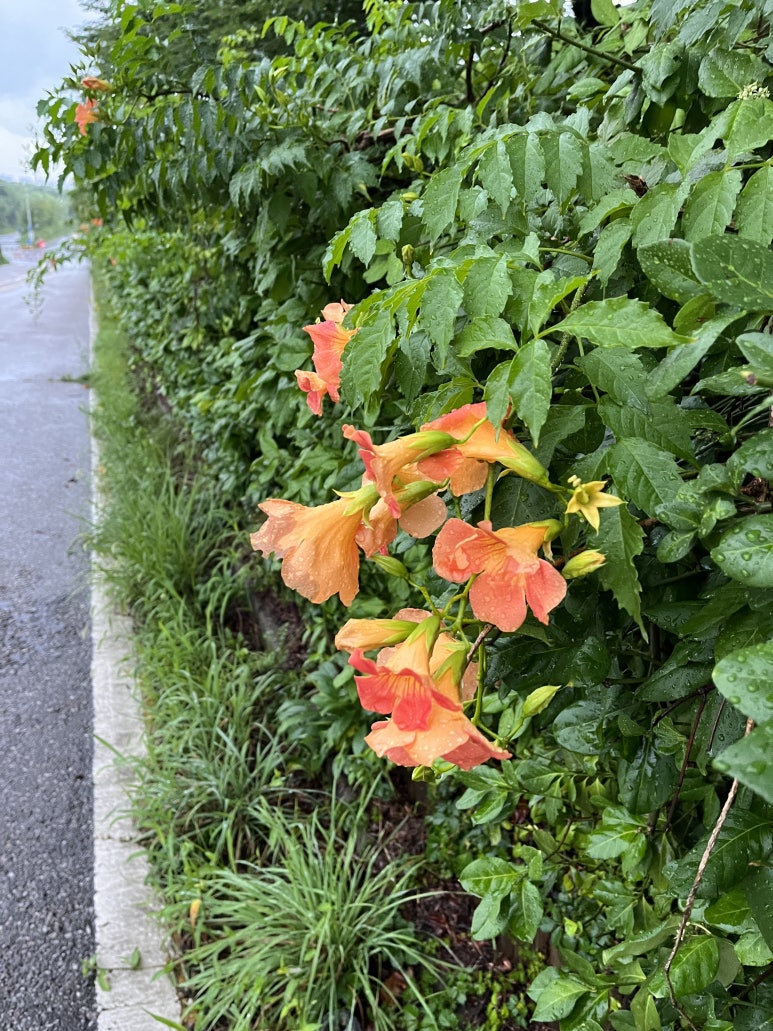 세중주 이미지