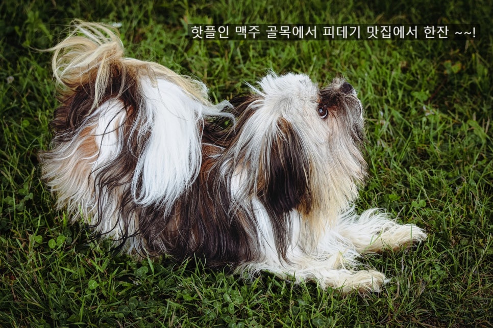 골목맥주 이미지