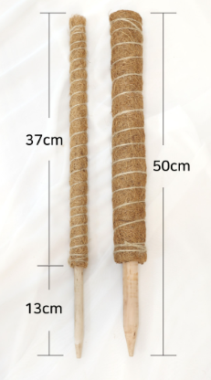 아이엠로사 이미지