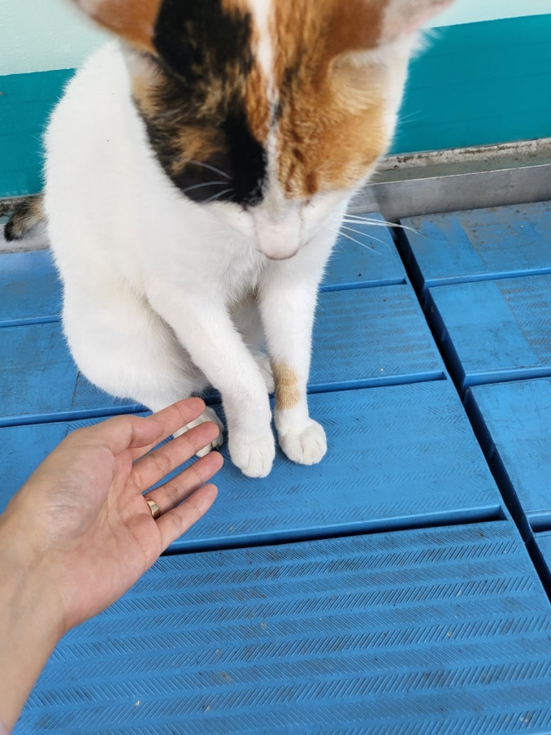 냥보스 이미지