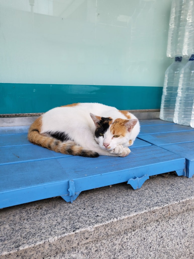 냥보스 이미지
