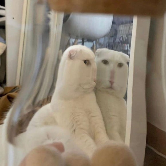 미식스 이미지
