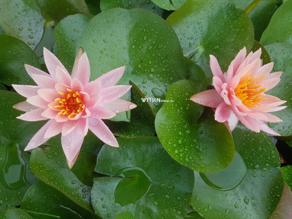 상리공원 이미지