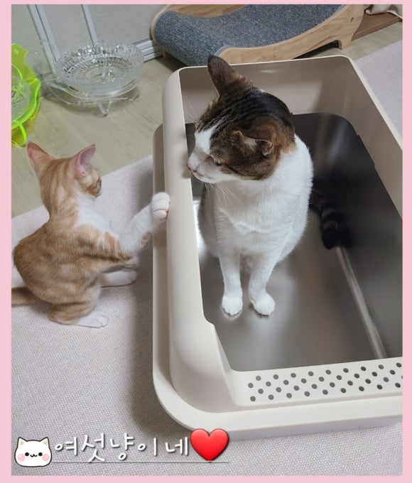 페르메스 이미지