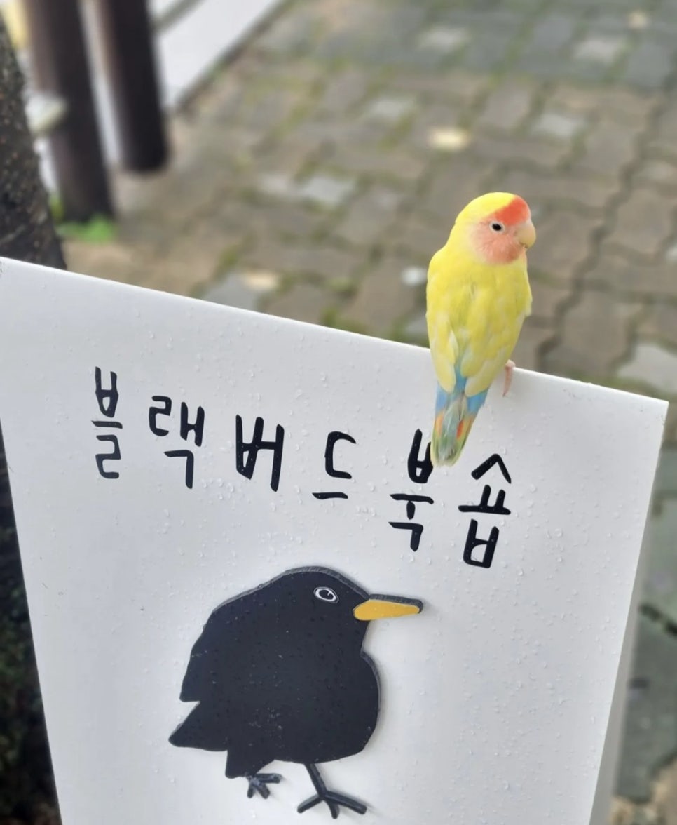 블랙버드플라워 이미지