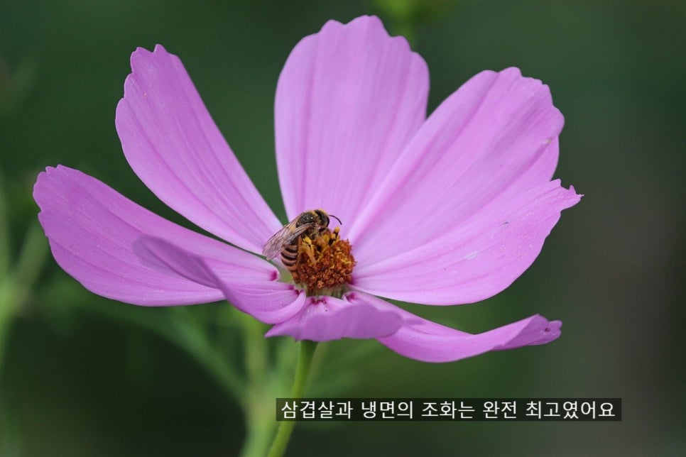 삼겹살동동 이미지