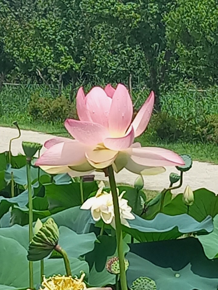 왕노가리치킨 이미지