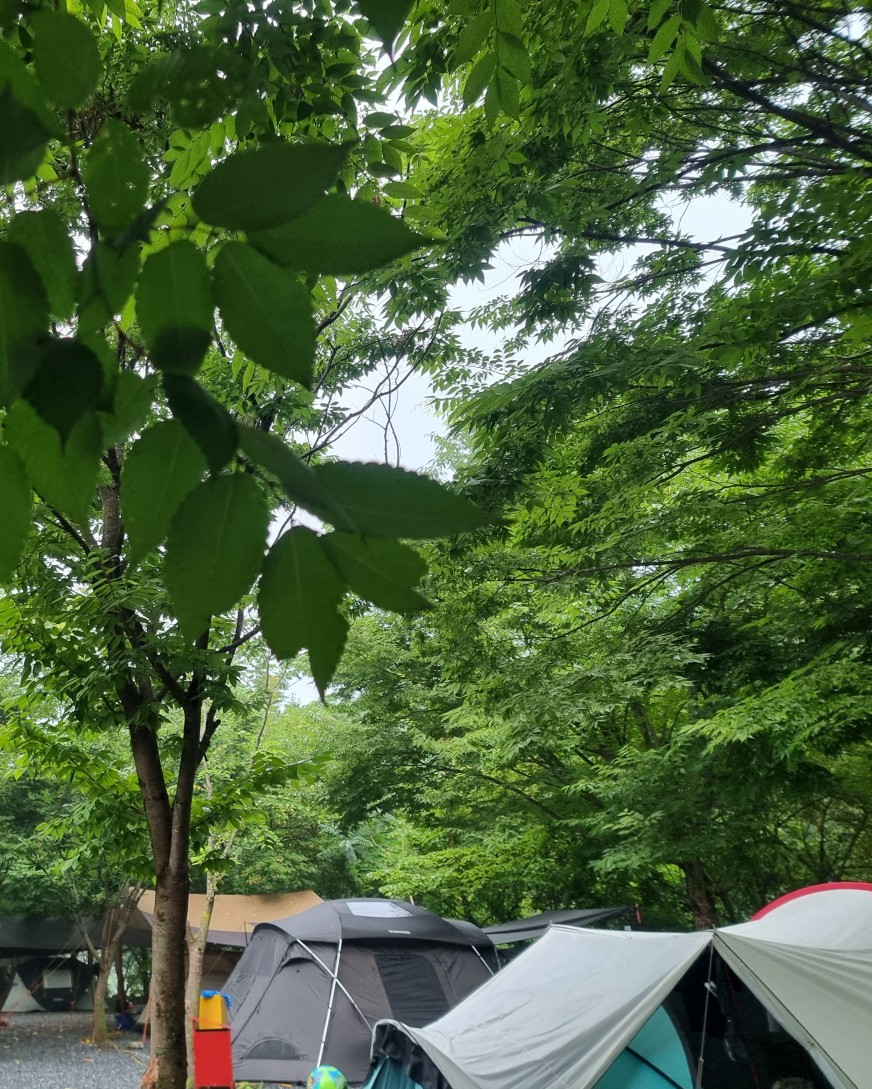 첫물내기야영장 이미지