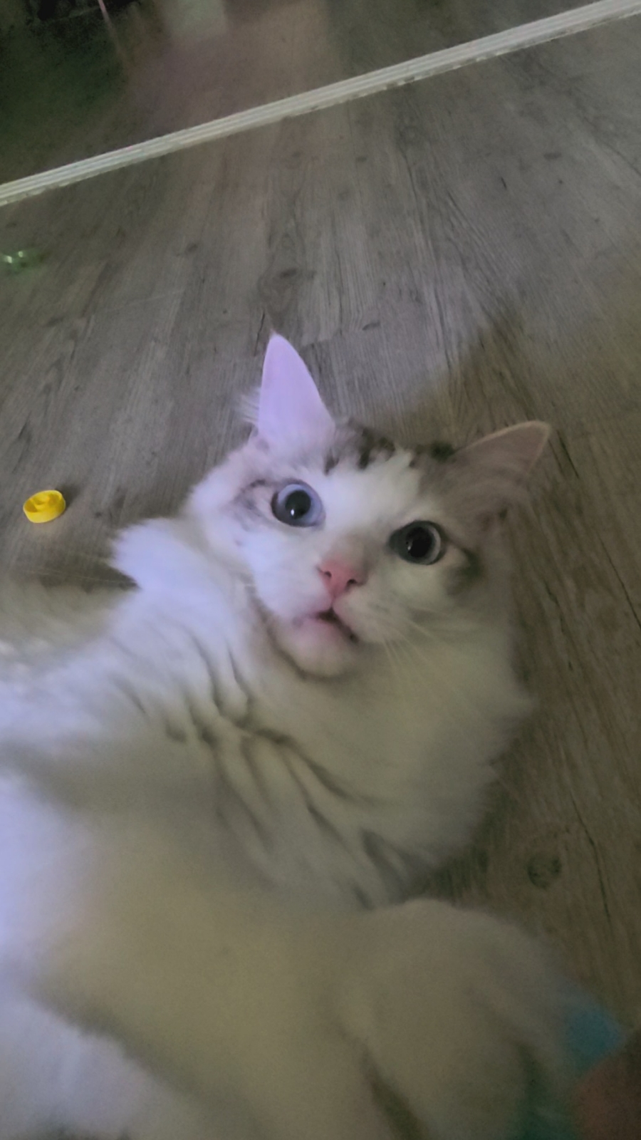 펫홀릭더라이프 이미지