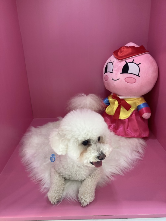 하이마이댕댕 이미지