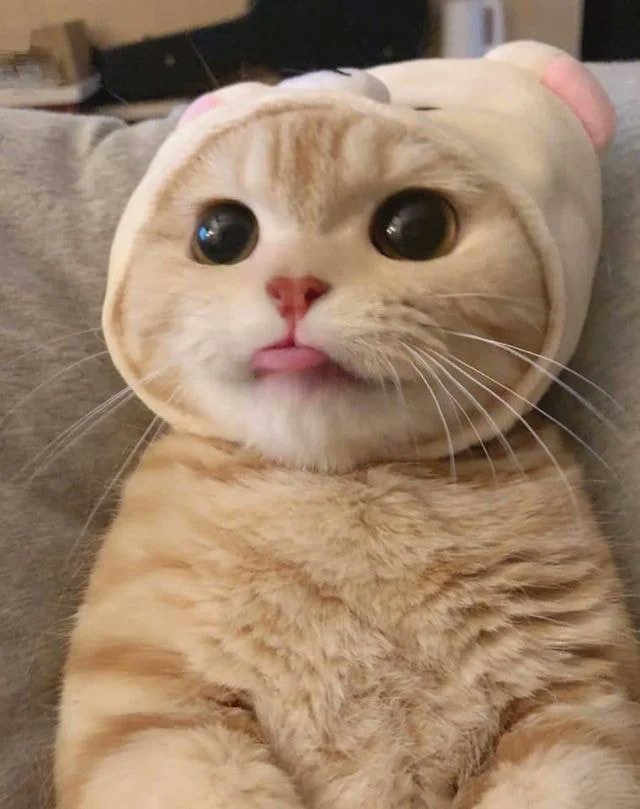 고양이와 와사비 이미지