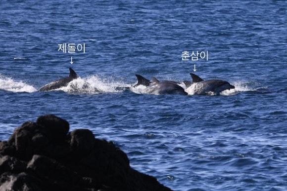 돌고래전망카페 이미지