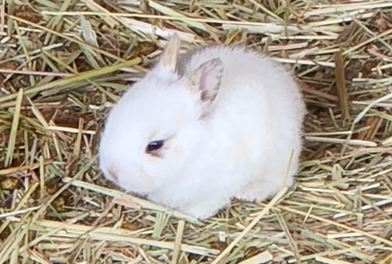 음매 이미지