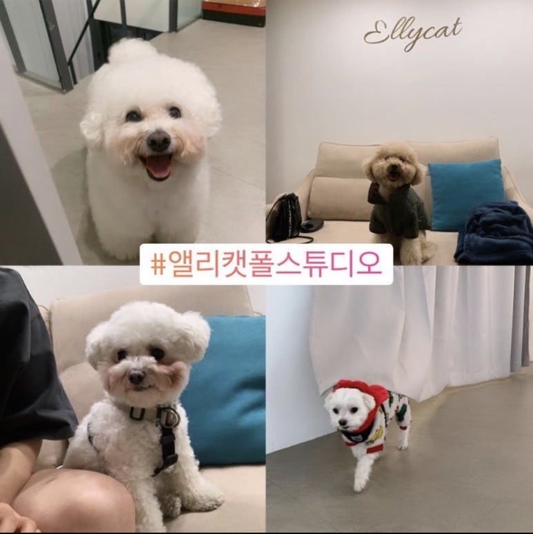 앨리캣폴스튜디오 이미지
