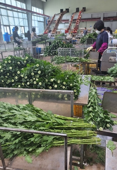 국화통신 이미지