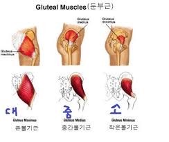 렉슬휘트니스 이미지